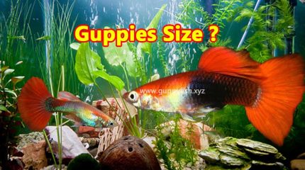 How Big Do Guppies Can Get In Size? Guppy Fish Size