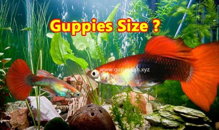 size-of-guppies