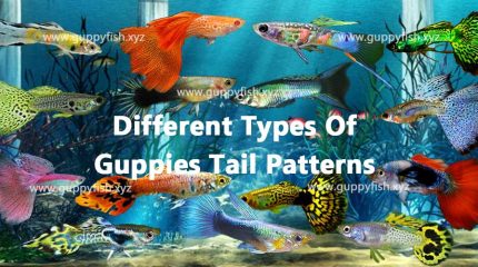 15 Different Type Of Guppies On Basis Of Their Tail Patterns