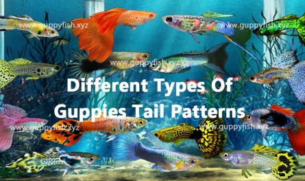 guppy-fish-tail-patterns-types