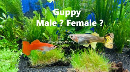 6 Key Factors To Distinguish Female Guppy From Male