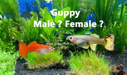 comparison-male-female-guppy-fish