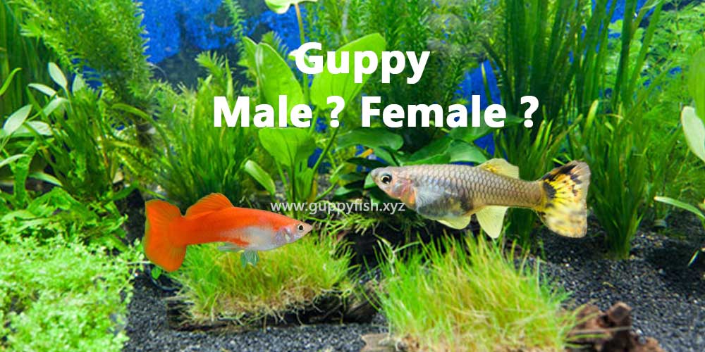 comparison-male-female-guppy-fish
