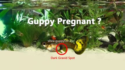 10 Powerful Signs That Your Guppies Might Be Pregnant