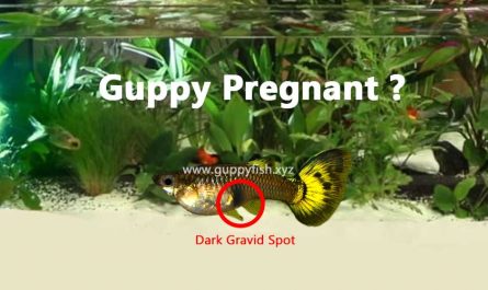 pregnant-guppy