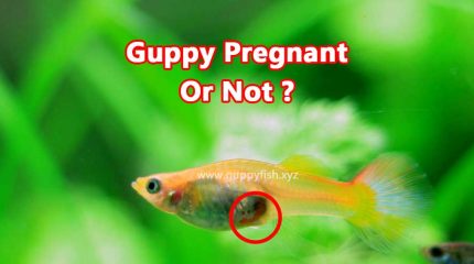 How Do I Know Whether My Guppy Is Pregnant Or Not?