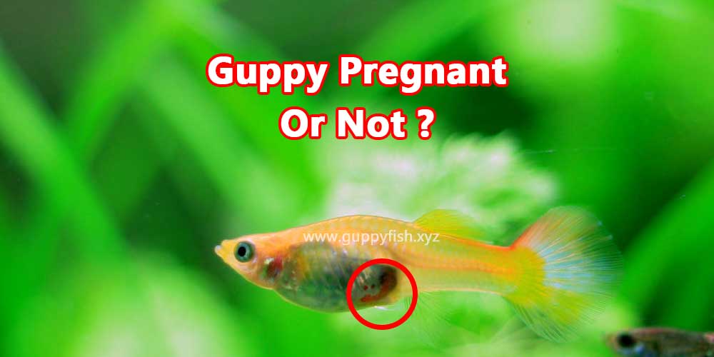 guppy-pregnant-or-not