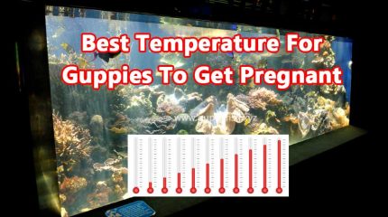 What Is The Ideal Temperature For Guppies To Get Pregnant ?