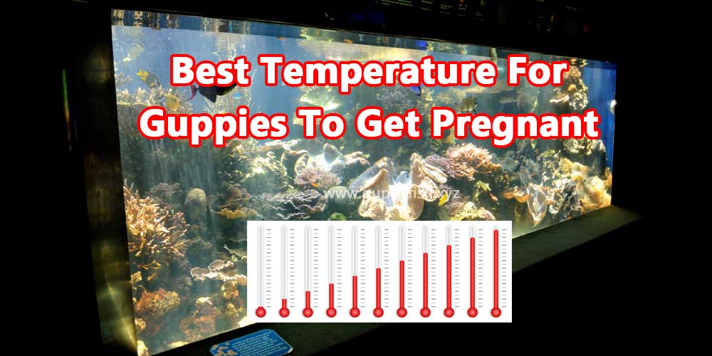 guppy-tank-temperature-pregnant