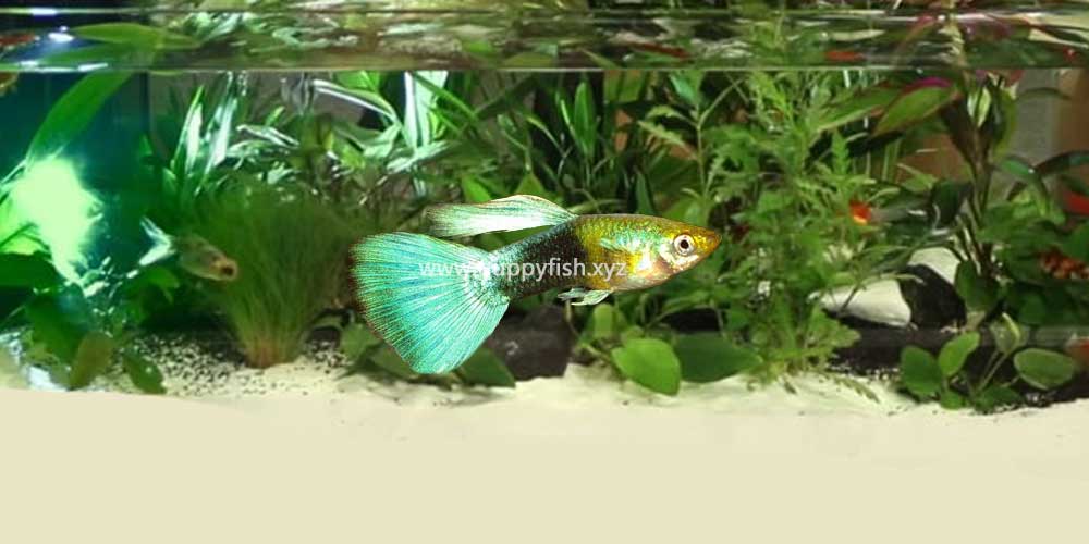 half-black-green-guppy-fish