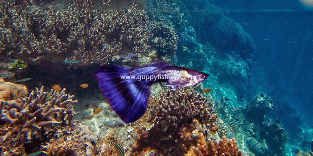 half-black-purple-guppy-fish