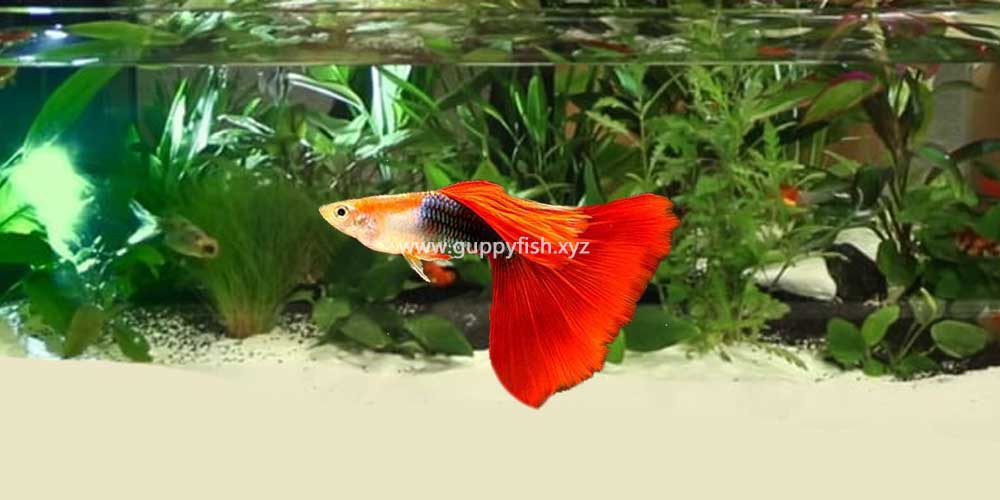 half-black-red-guppy-fish