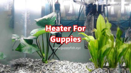 Why Should You Install Heater For Guppies