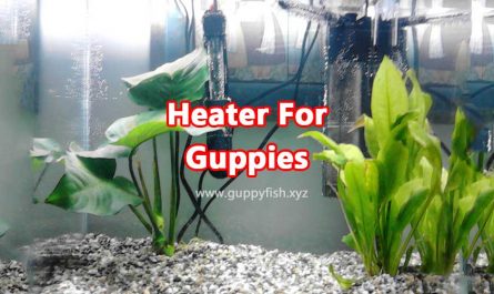 heater-for-guppies