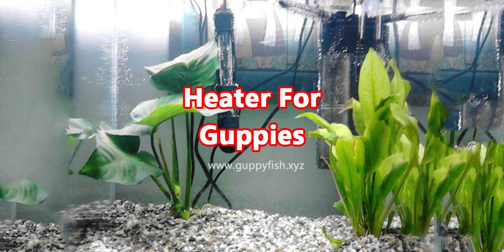 heater-for-guppies