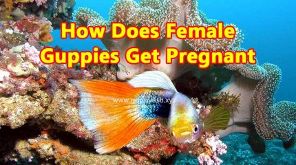 How Female Guppy Fish Gets Pregnant?