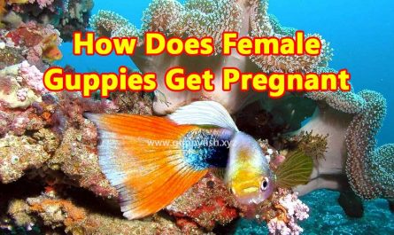 how-female-guppy-fish-becomes-pregnant