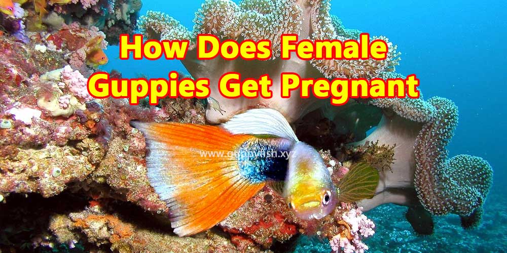 how-female-guppy-fish-becomes-pregnant