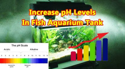 6 Super Easy Methods To Increase pH Levels In Aquarium Tank
