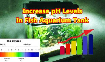 increase-ph-levels-for-guppies
