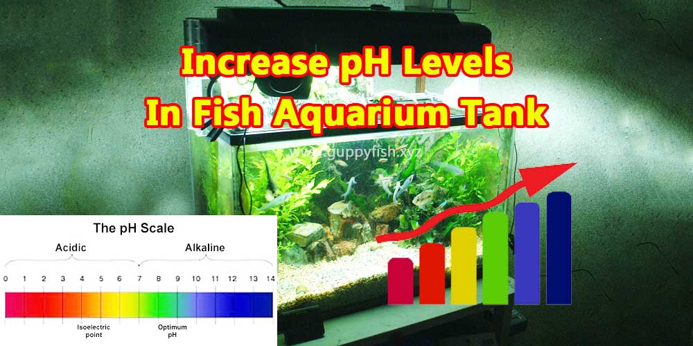 increase-ph-levels-for-guppies