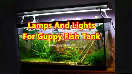 How To Select Lamps And Lights For Guppy Fish Aquarium ?