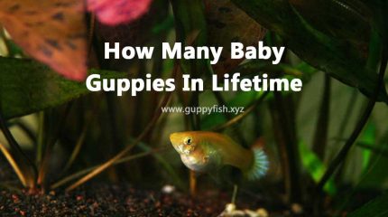How Many Babies Can A Guppy Give Birth In Its Lifetime ?