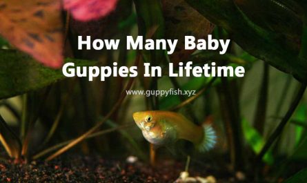 lifetime-guppy-babies
