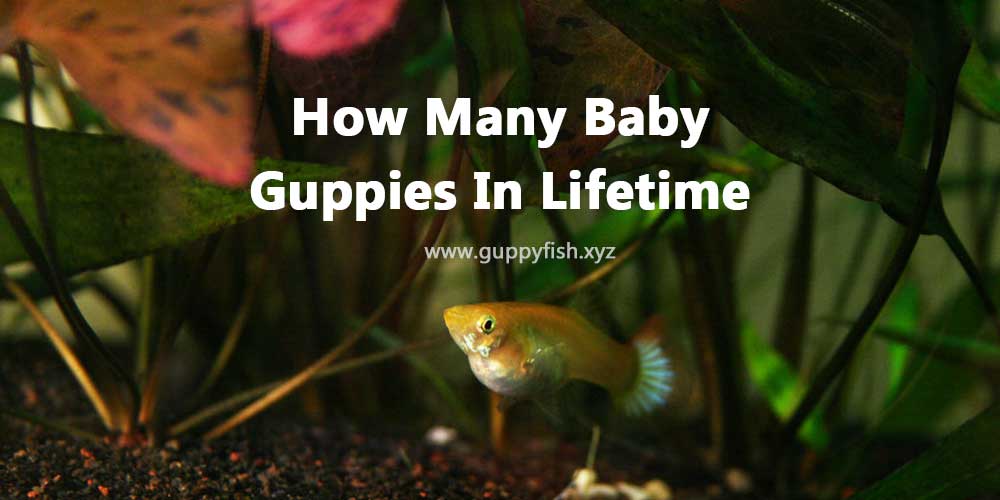 lifetime-guppy-babies