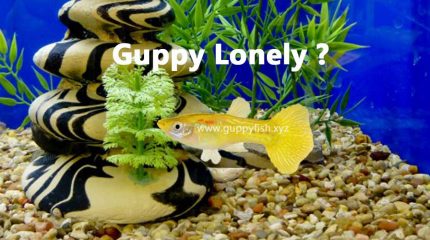 Should You Keep Your Guppies Lonely Or With Other Fishes In Tank