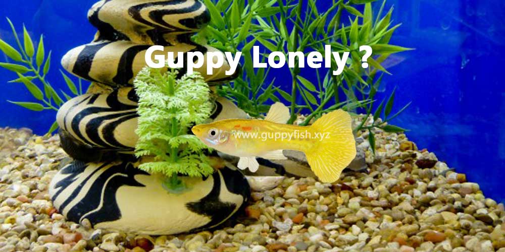 guppies-lonely