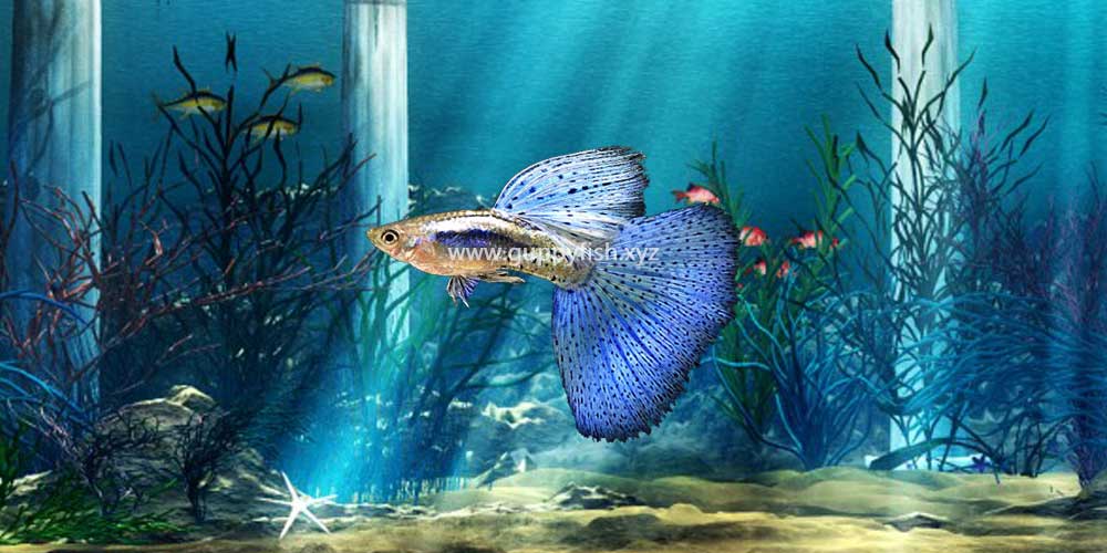 metallic-guppy-fish