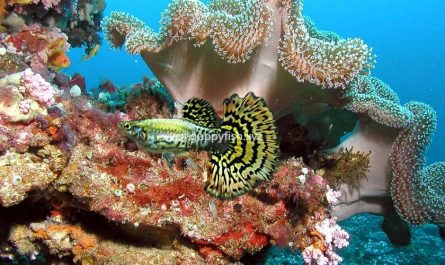 mosaic-guppy-fish