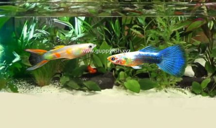 neon-guppy-fish