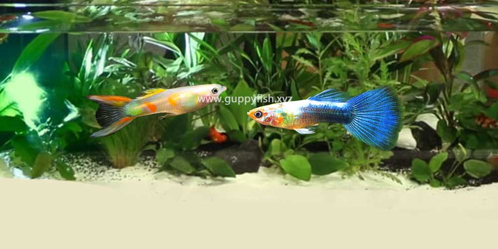 neon-guppy-fish