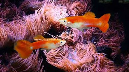 Orange Guppy Fish – Everything You Need To Know