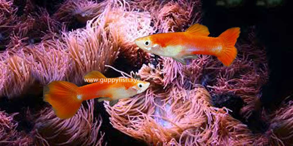 orange-guppy-fish