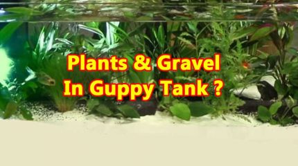 Expert Advice On Installing Aquarium Plants And Gravel For Guppies