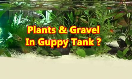 plants-gravel-for-guppies-tank
