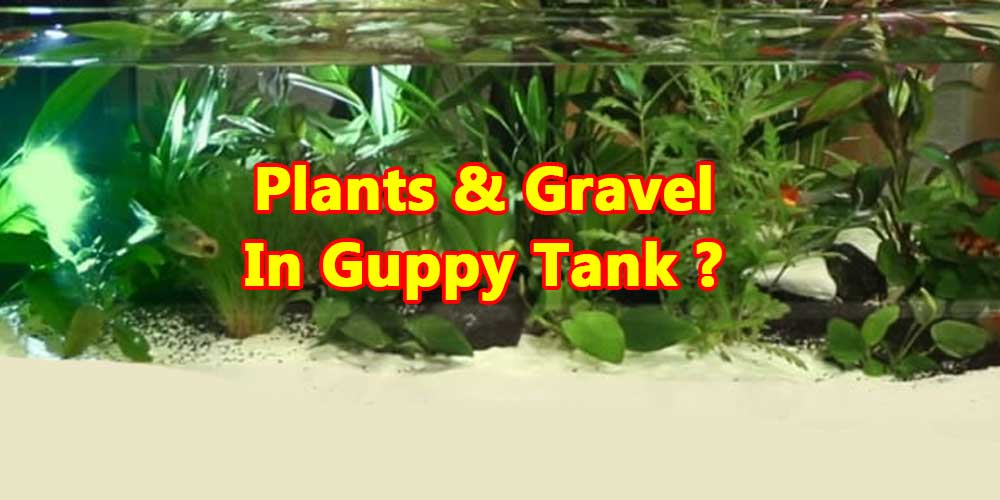 plants-gravel-for-guppies-tank