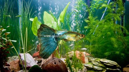 Full Platinum Guppy Fish – Everything You Need To Know