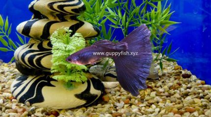 Purple Guppy Fish – Everything You Need To Know