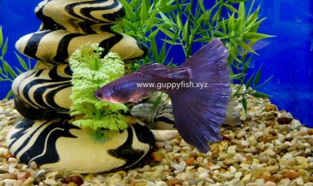 purple-guppy-fish