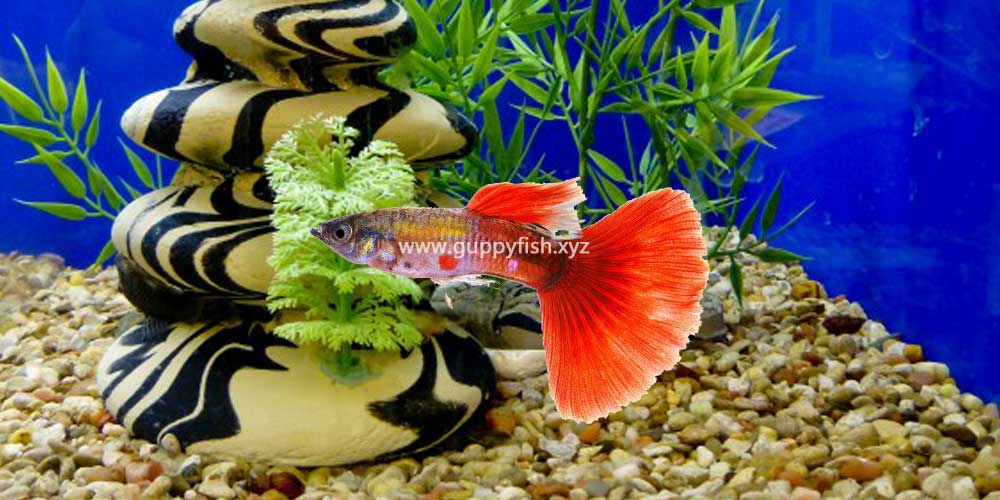 red-bi-color-guppy-fish
