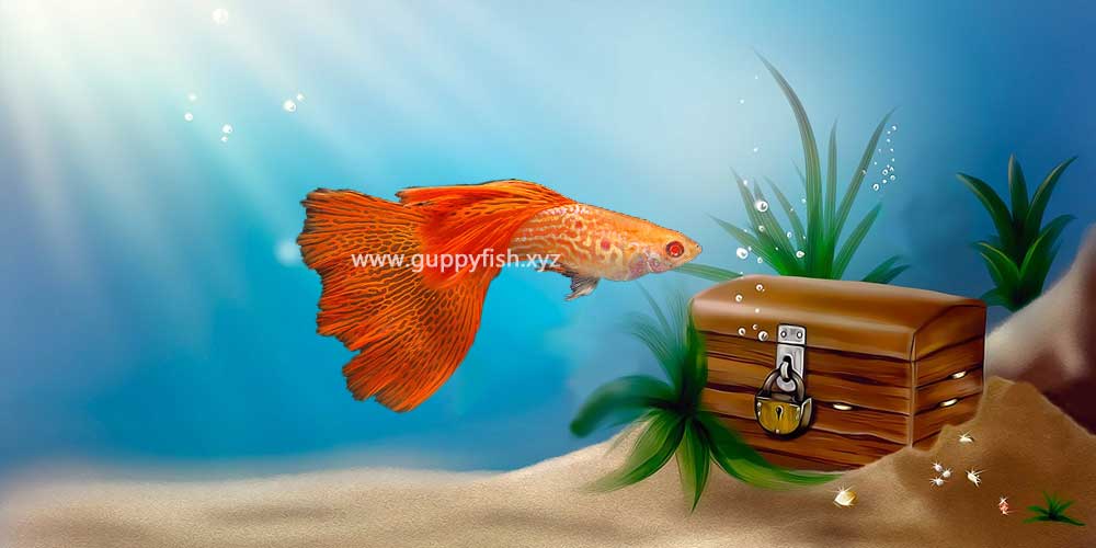red-eye-guppy-fish