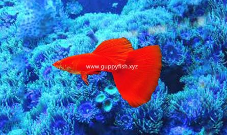 red-guppy-fish
