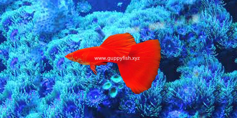 red-guppy-fish