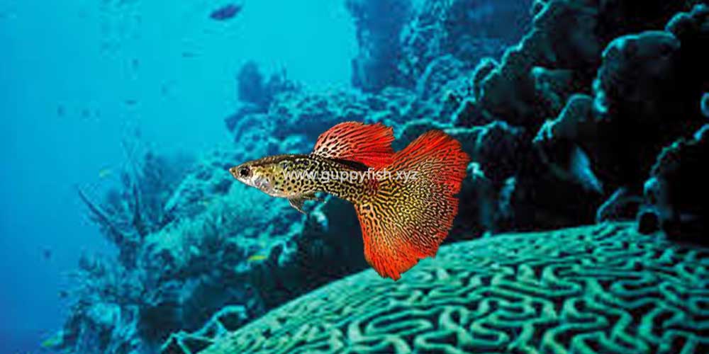 red-mosaic-guppy-fish