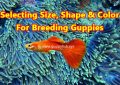 select-size-shape-color-for-breeding-guppy-fish