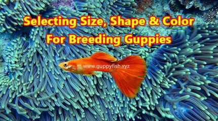 3 Expert Tricks On Selection Of Guppy Shape, Size And Color For Breeding